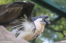 Eurasischer Bartgeier (Gypaetus barbatus barbatus) im Tierpark Berlin