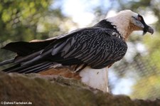 Eurasischer Bartgeier (Gypaetus barbatus barbatus) im Tierpark Berlin