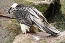 Eurasischer Bartgeier (Gypaetus barbatus barbatus) im Tierpark Berlin