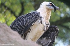 Eurasischer Bartgeier (Gypaetus barbatus barbatus) im Tierpark Berlin