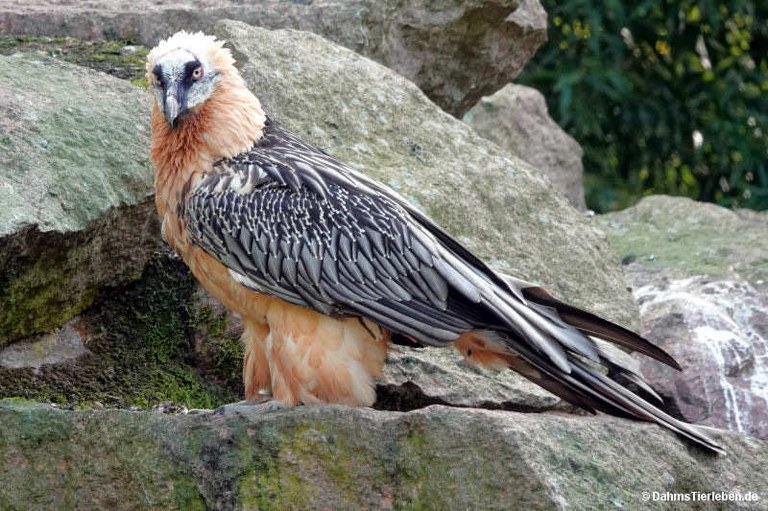 Gypaetus barbatus