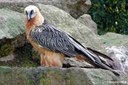 Gypaetus barbatus