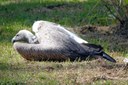 Gyps africanus