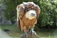 Gänsegeier (Gyps fulvus) im Tierpark Berlin