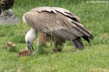 Gänsegeier (Gyps fulvus) im Tierpark Berlin
