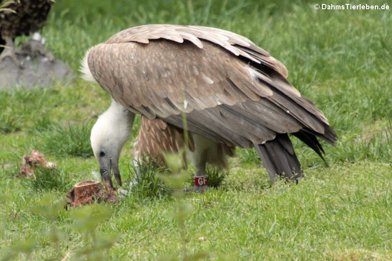 Gyps fulvus