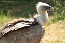 Gänsegeier (Gyps fulvus) im Tierpark Berlin