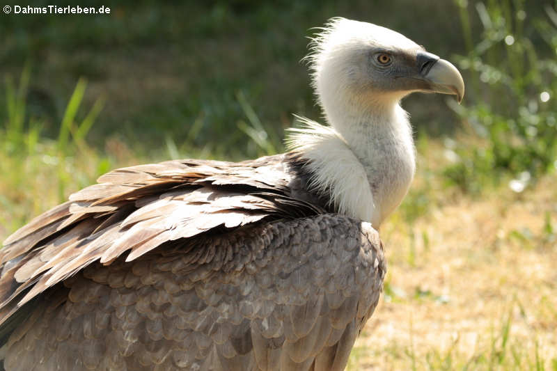 Gyps fulvus