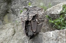 Sperbergeier (Gyps rueppelli) im Tierpark Berlin