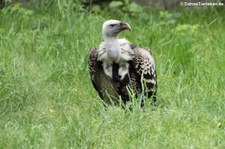 Sperbergeier (Gyps rueppelli) im Tierpark Berlin