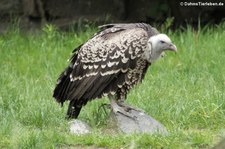 Sperbergeier (Gyps rueppelli) im Tierpark Berlin