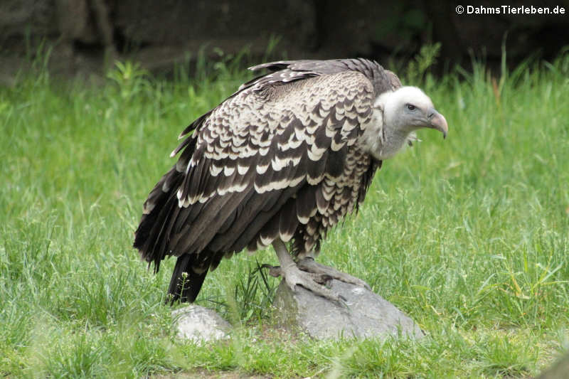 Sperbergeier Gyps rueppelli-2