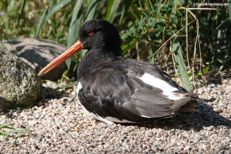Haematopus ostralegus