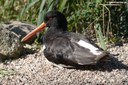 Haematopus ostralegus