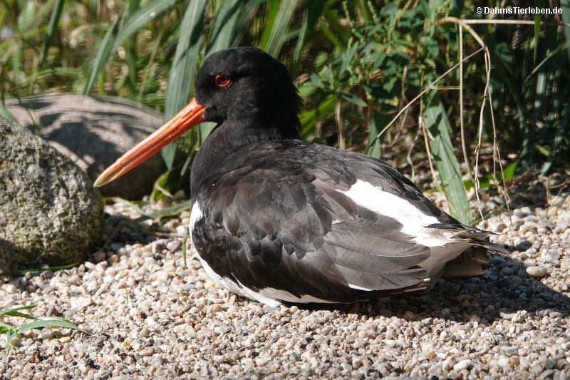 Haematopus ostralegus