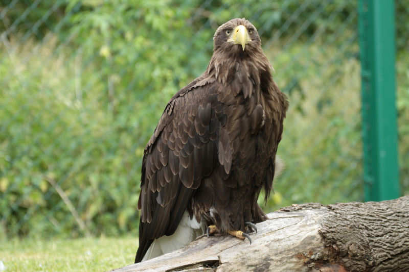 Seeadler Haliaeetus albicilla-1