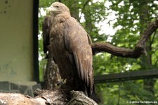 Seeadler (Haliaeetus albicilla) im Tierpark Berlin