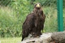Haliaeetus albicilla