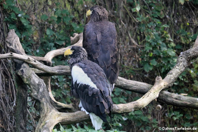 Riesenseeadler Haliaeetus pelagicus-4
