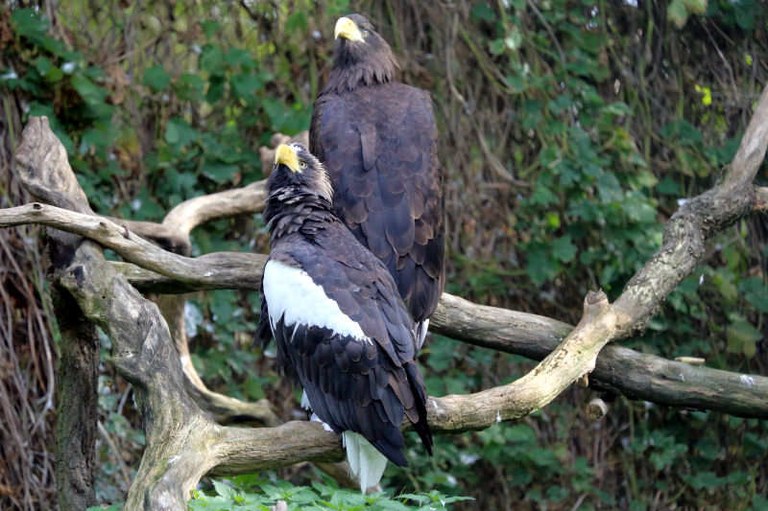 Haliaeetus pelagicus