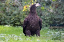 Riesenseeadler (Haliaeetus pelagicus) im Tierpark Berlin