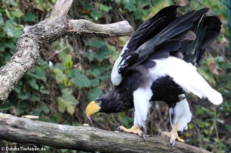 Haliaeetus pelagicus