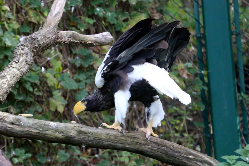 Riesenseeadler Haliaeetus pelagicus-2
