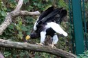 Haliaeetus pelagicus