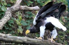 Riesenseeadler (Haliaeetus pelagicus) im Tierpark Berlin