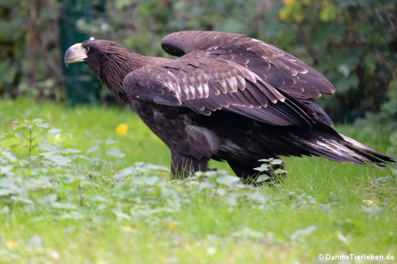 Riesenseeadler Haliaeetus pelagicus-1