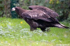 Riesenseeadler (Haliaeetus pelagicus) im Tierpark Berlin