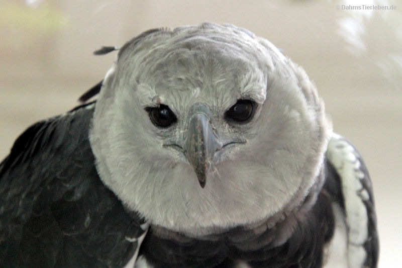 Harpyie
(Harpia harpyja) Harpia harpyja