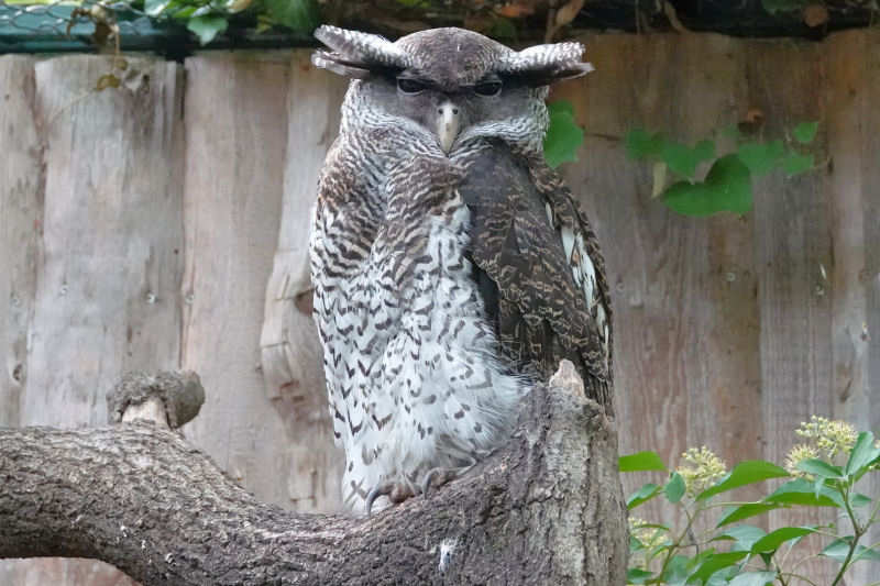 Malaienuhu
(Ketupa sumatrana) Ketupa sumatrana