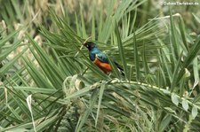 Dreifarben-Glanzstar (Lamprotornis superbus) im Tierpark Berlin