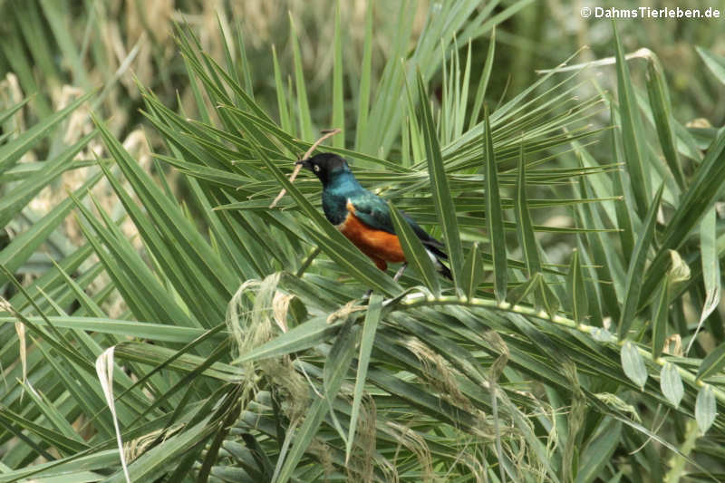 Lamprotornis superbus