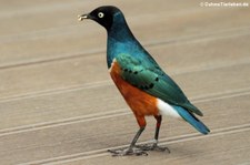 Dreifarben-Glanzstar (Lamprotornis superbus) im Tierpark Berlin