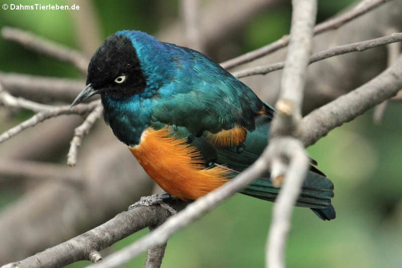 Lamprotornis superbus-2