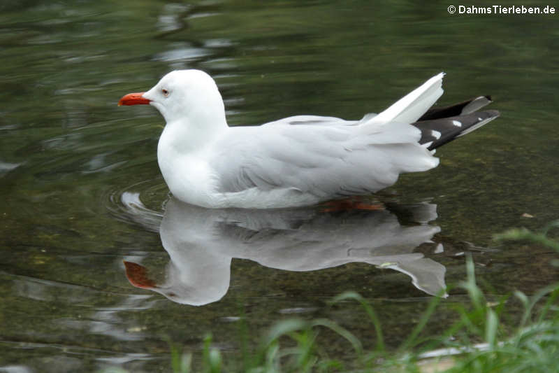 Graukopfmöwe im Schlichtkleid (Chroicocephalus cirrocephalus)