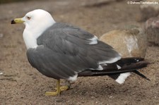 Japanmöwe (Larus crassirostris) im Tierpark Berlin