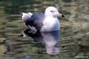 Larus crassirostris