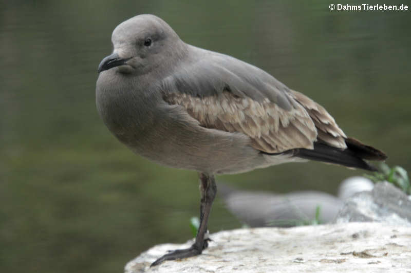 Leucophaeus modestus-2