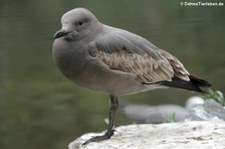 Graumöwe (Leucophaeus modestus) im Tierpark Berlin