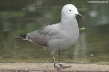 Graumöwe (Leucophaeus modestus) im Tierpark Berlin