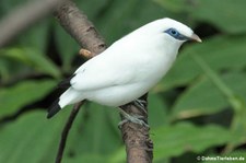 Balistar (Leucopsar rothschildi) im Tierpark Berlin