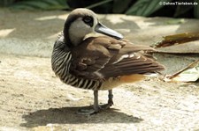 Rosenohrente (Malacorhynchus membranaceus) im Tierpark Berlin