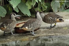 Rosenohrenten (Malacorhynchus membranaceus) im Tierpark Berlin