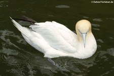 Basstölpel (Morus bassanus) im Tierpark Berlin