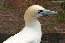 Basstölpel (Morus bassanus) im Tierpark Berlin