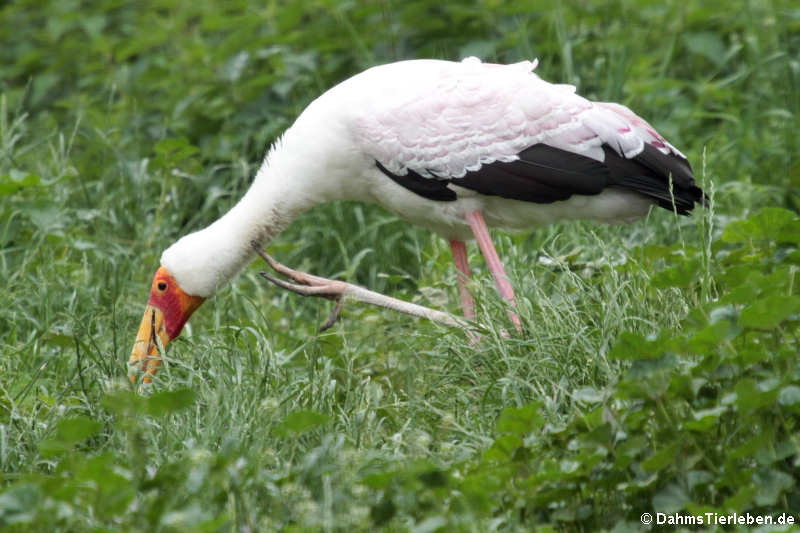 Mycteria ibis