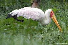 Nimmersatt (Mycteria ibis) im Tierpark Berlin